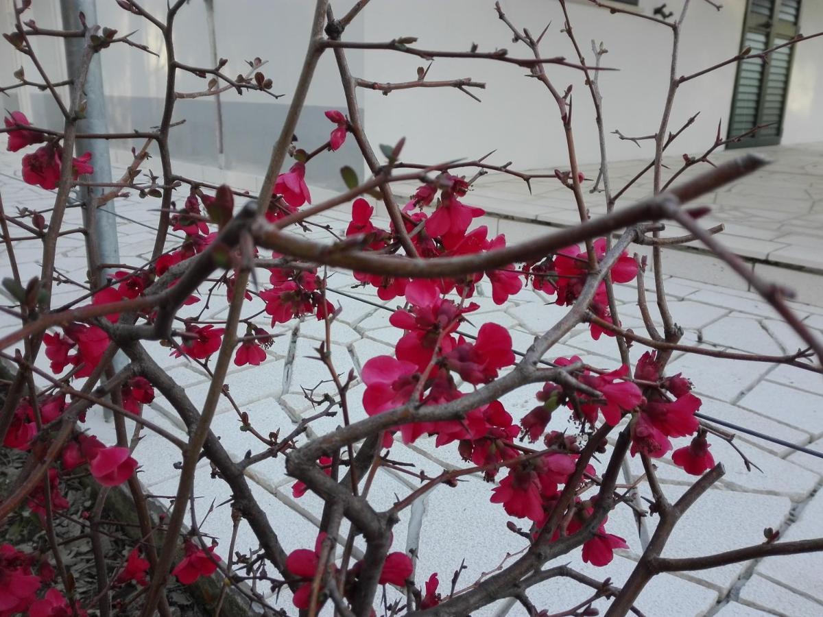 Kuca Za Odmor Maka Villa Kučiće Dış mekan fotoğraf